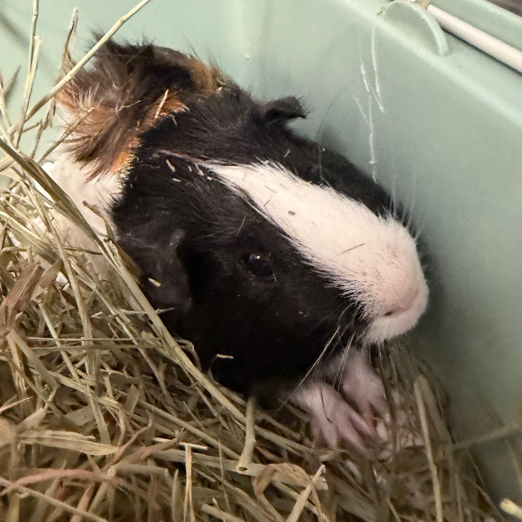 Enlarge Kota, a Adopted Guinea Pig in Conshohocken, PA image 2/2