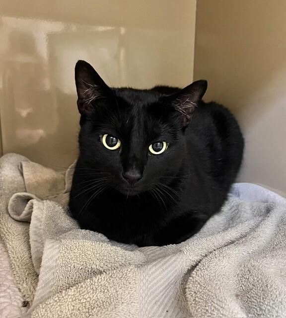 Midnight, Adoptable, Senior Male Domestic Short Hair.