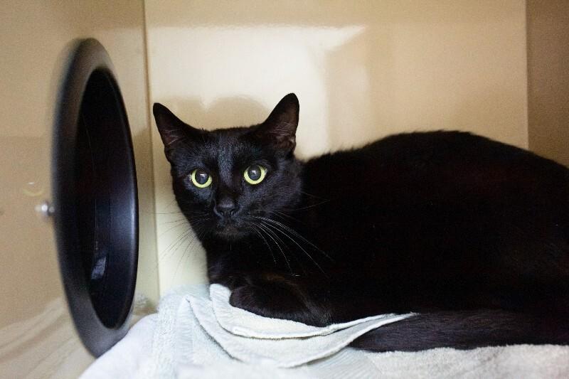 Enlarge Midnight, a Adoptable Domestic Short Hair in Arlington, WA image 2/4