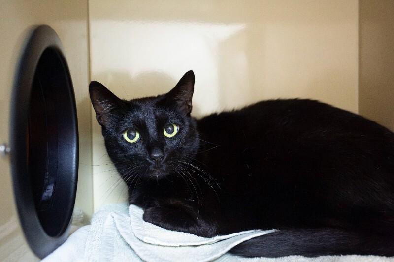 Enlarge Midnight, a Adoptable Domestic Short Hair in Arlington, WA image 3/4