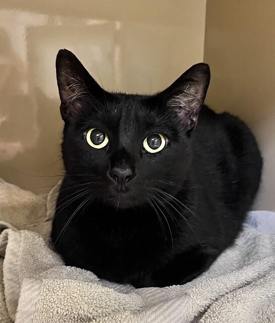 Enlarge Midnight, a Adoptable Domestic Short Hair in Arlington, WA image 4/4