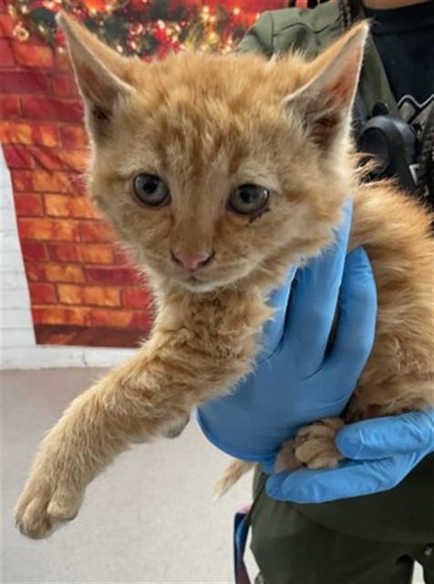 Enlarge MADISON, a Adoptable Domestic Short Hair in San Bernardino, CA image 1/1