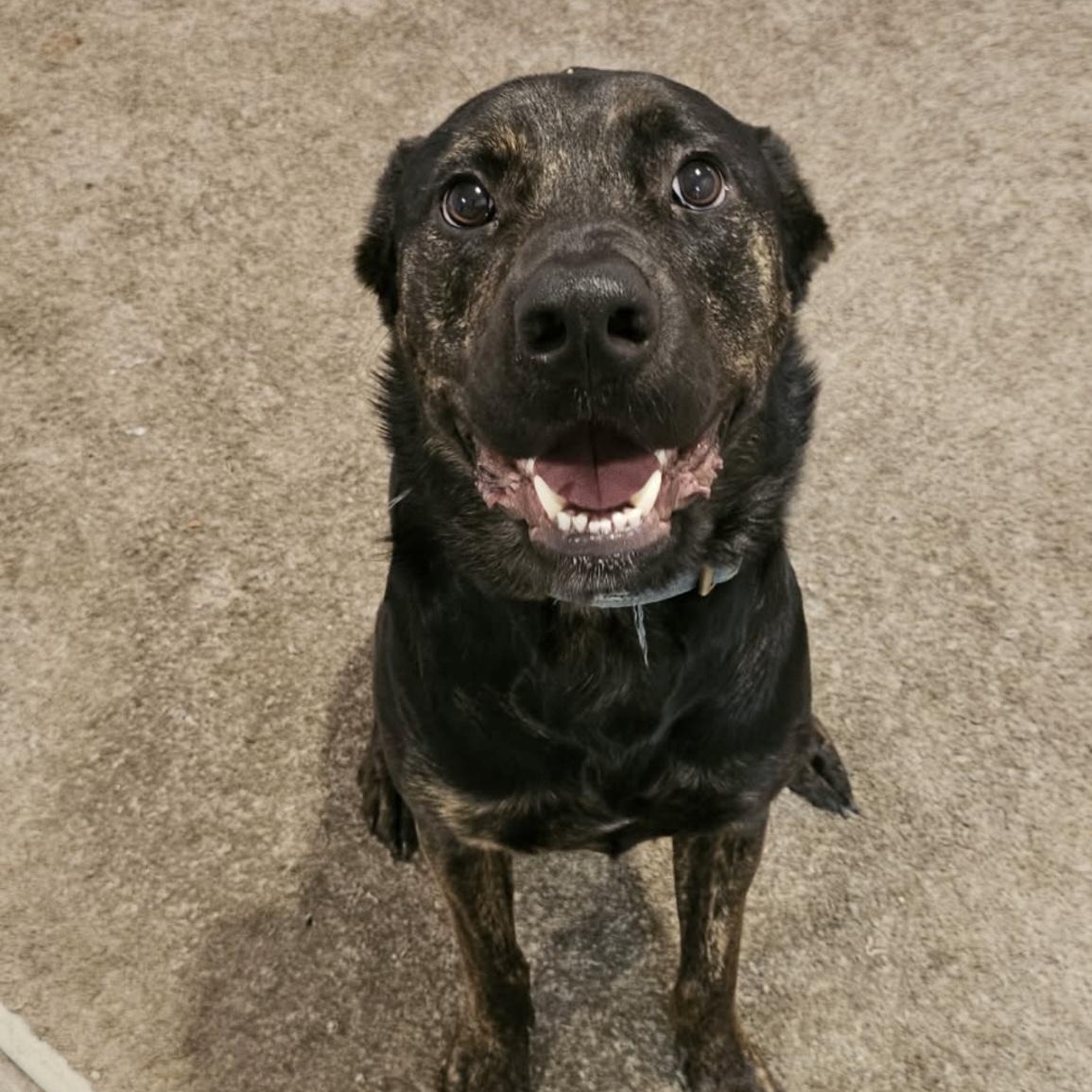Maddy, Young Male Labrador Retriever