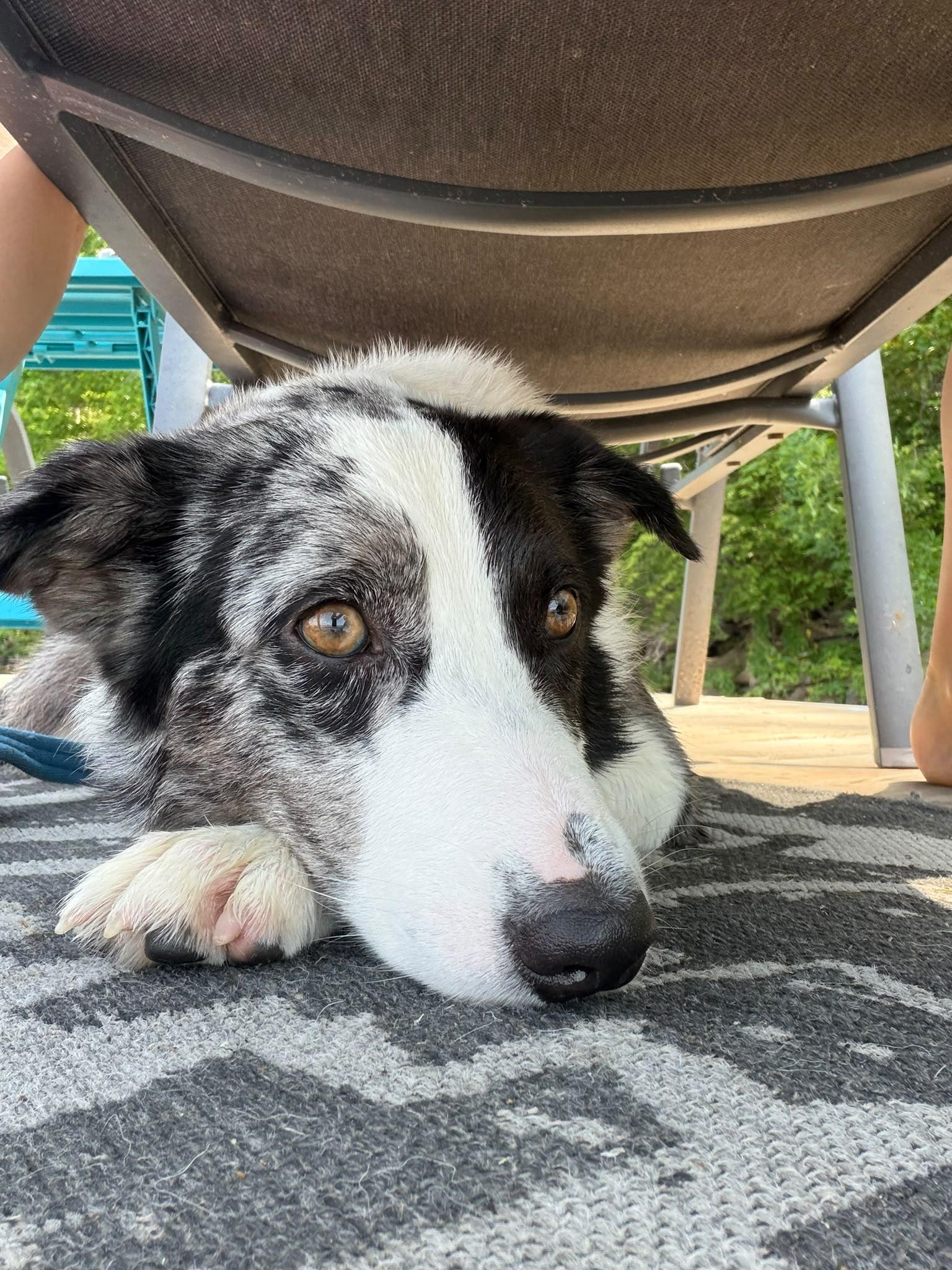 Bluey, adopted, Young Male Australian Shepherd.