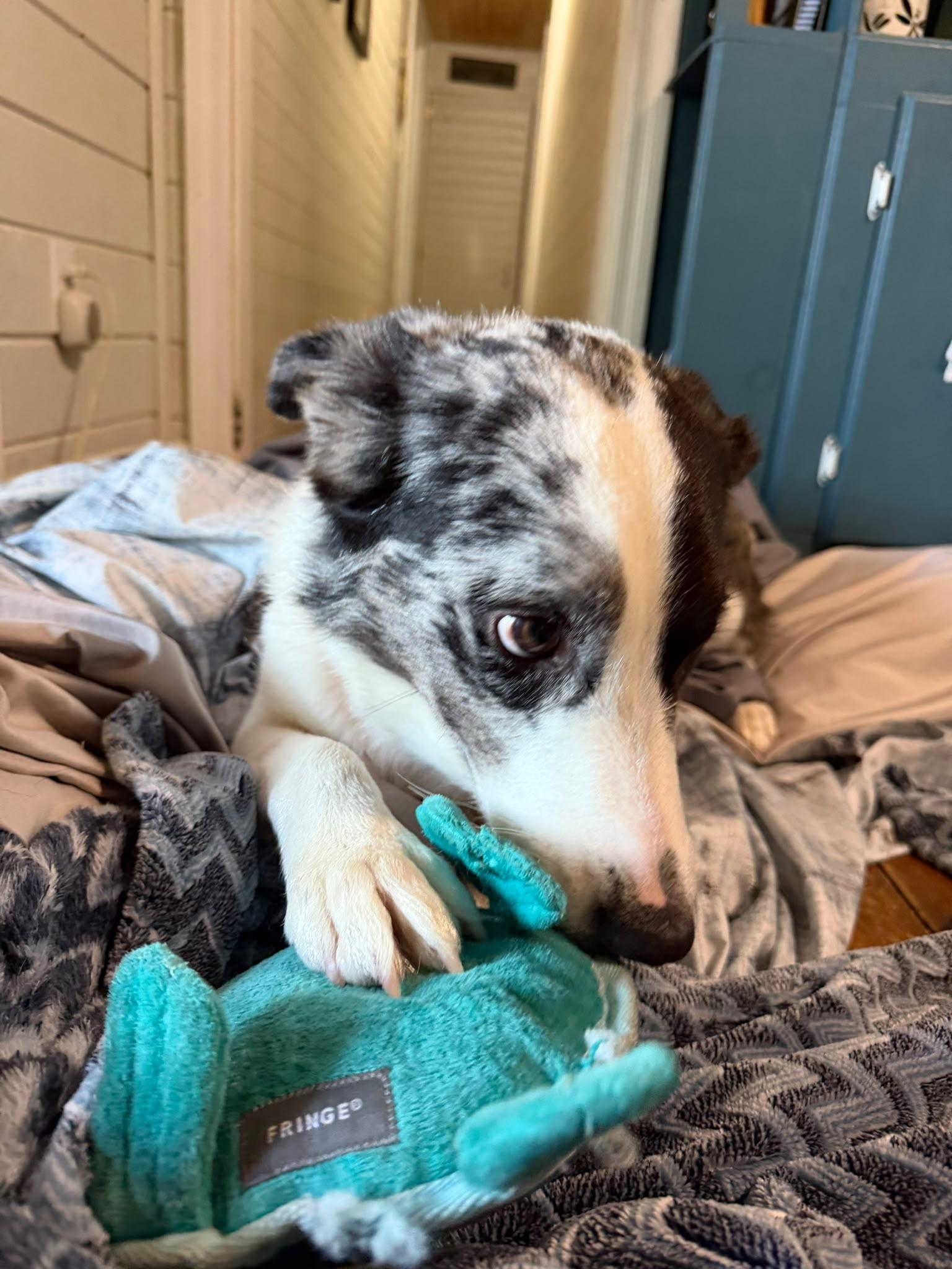 Enlarge Bluey, an adopted mixed breed in Newmarket, ON image 3/6