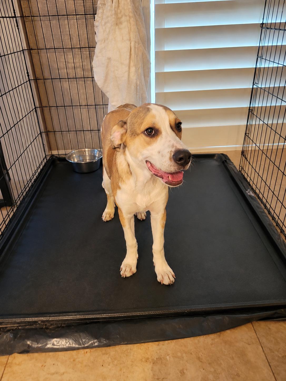 Corky Puppy Lover of ALL, a ADOPTABLE mixed breed in St. Petersburg, FL image 3/3