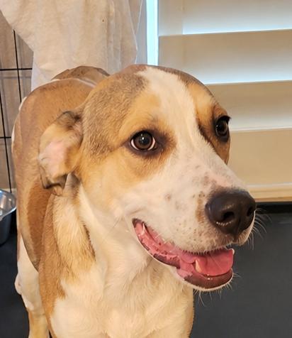 Corky Puppy Lover of ALL, ADOPTABLE, Young Male Labrador Retriever & Beagle.