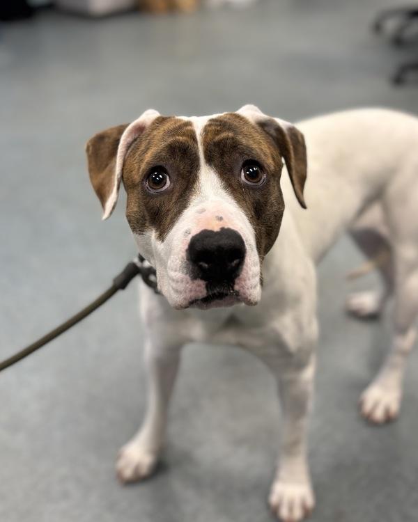 Enlarge You Can Call Me Honey, a Adoptable mixed breed in Richmond, VA image 1/1