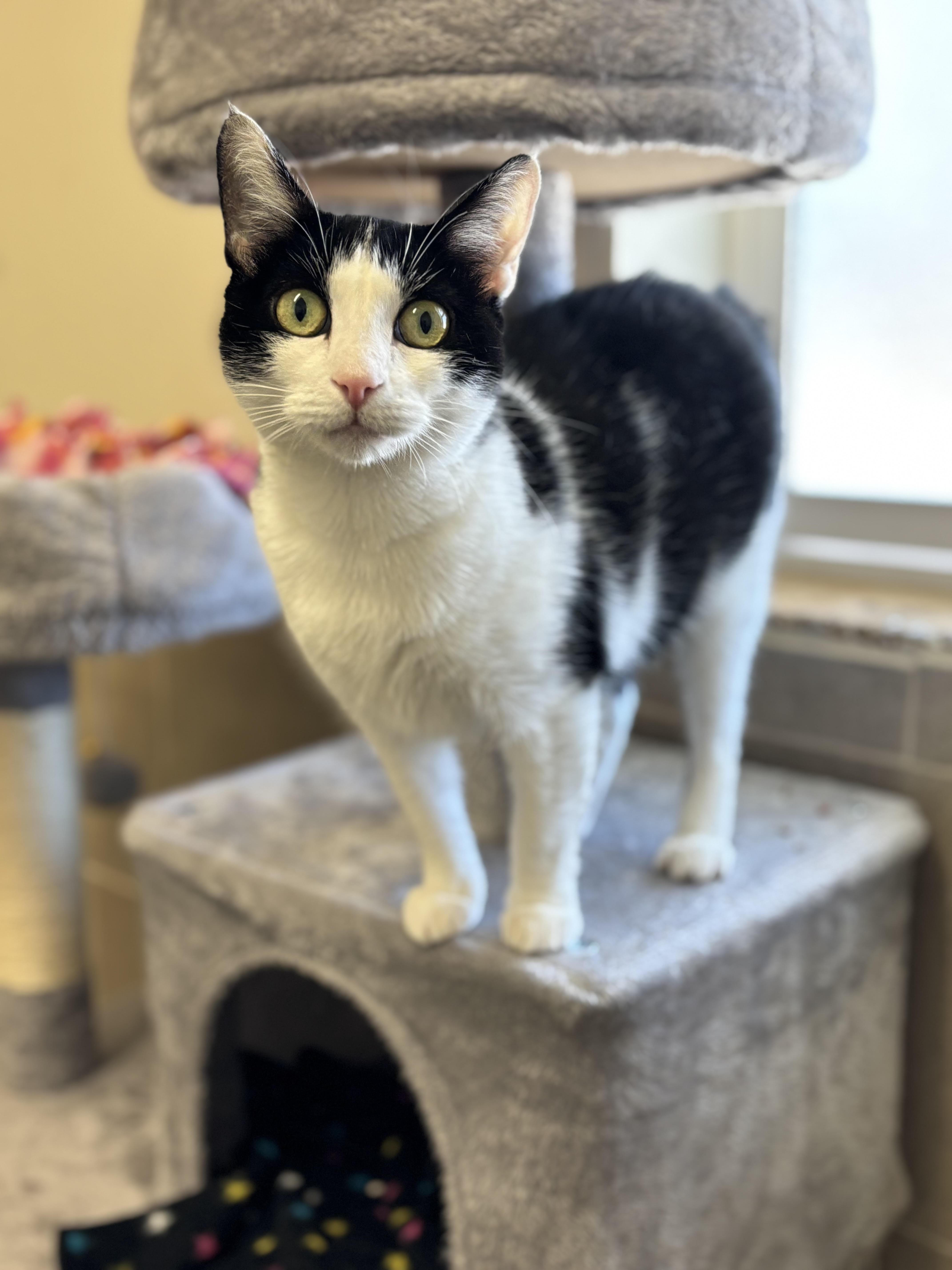 Abigail, an adoptable Domestic Short Hair in Rock Springs, WY, 82901 | Photo Image 1