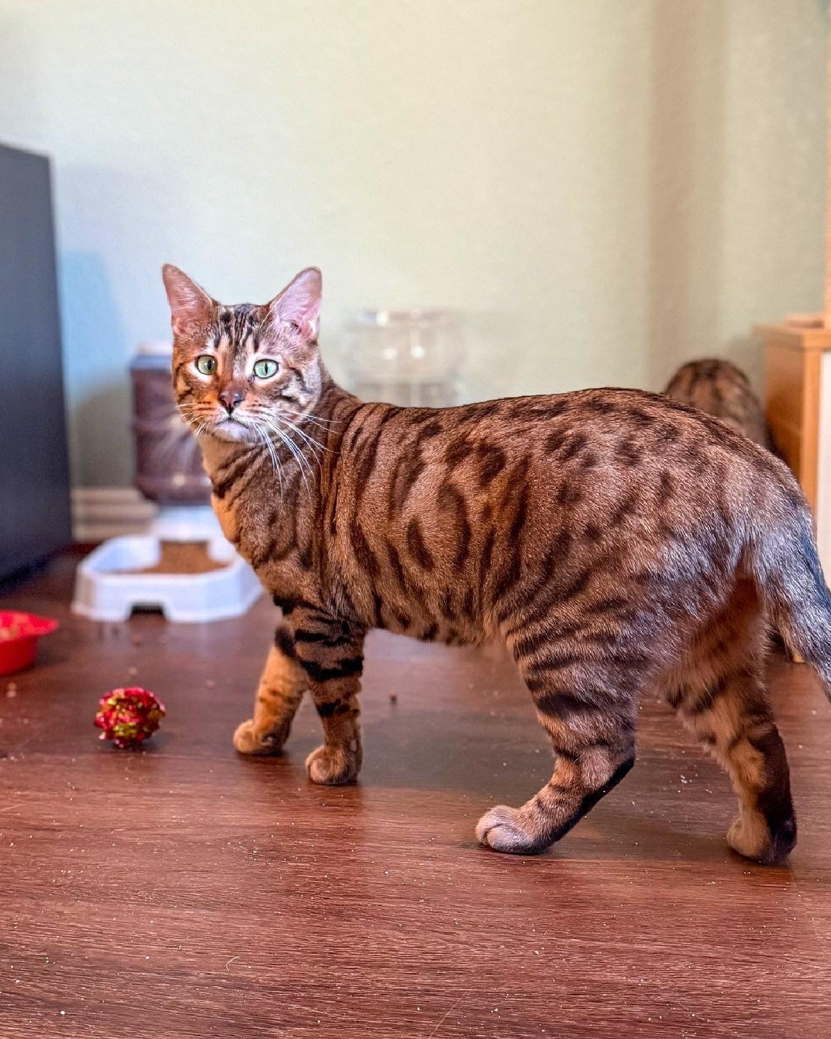 Kido, Adoptable, Adult Male Bengal.