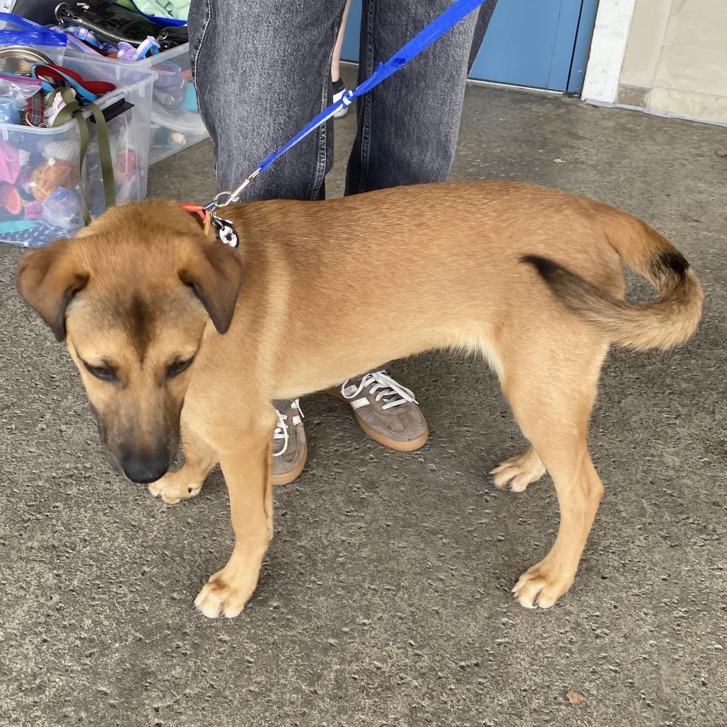 Jackson, a Adoptable mixed breed in Escondido, CA image 1/6