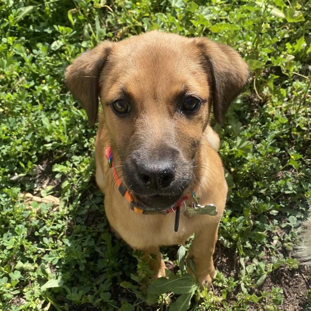 Jackson, Adoptable, Puppy Male Shepherd & Mixed Breed.