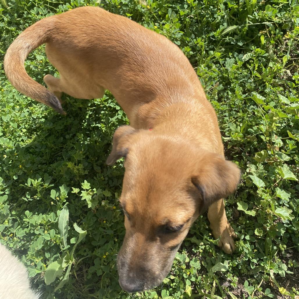 Enlarge Jackson, a Adoptable mixed breed in Escondido, CA image 2/4