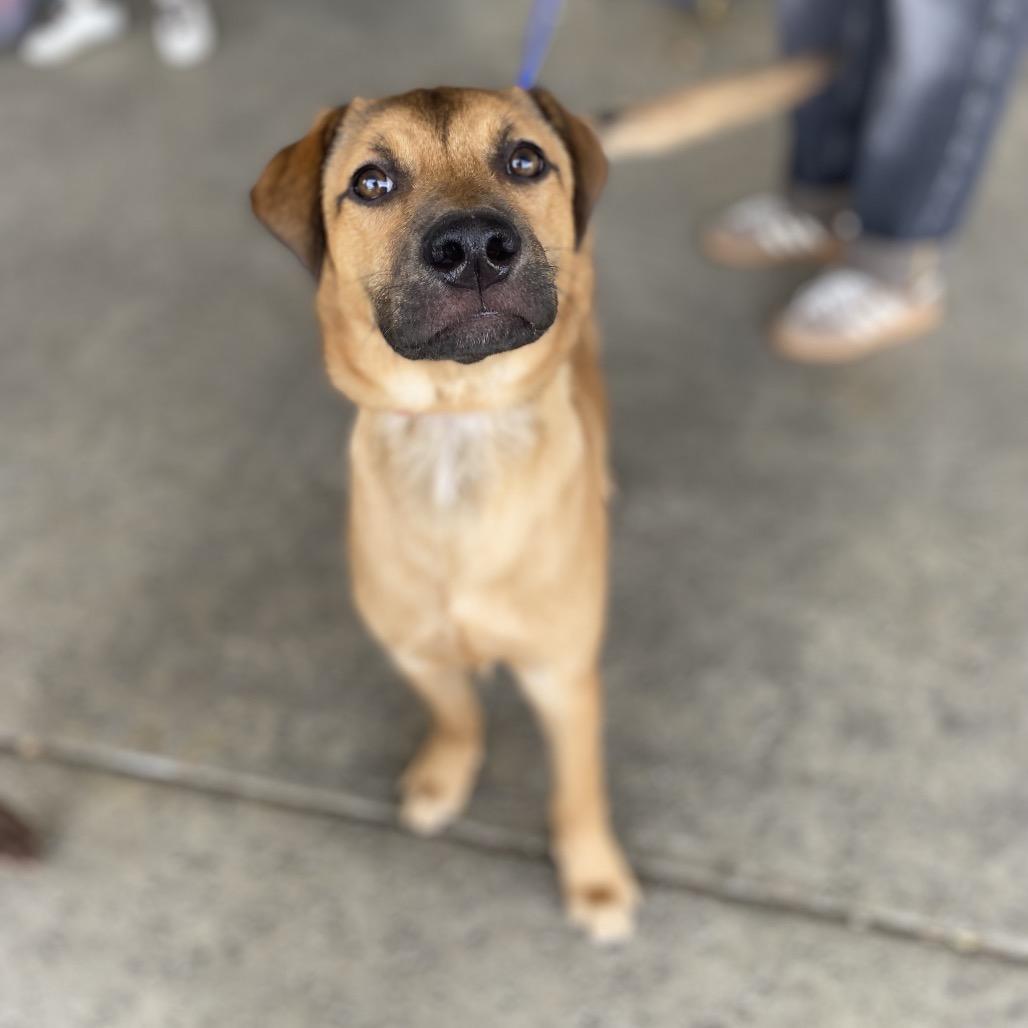 Jackson, a Adoptable mixed breed in Escondido, CA image 2/6