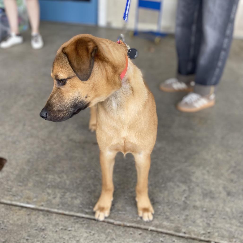 Jackson, a Adoptable mixed breed in Escondido, CA image 3/6