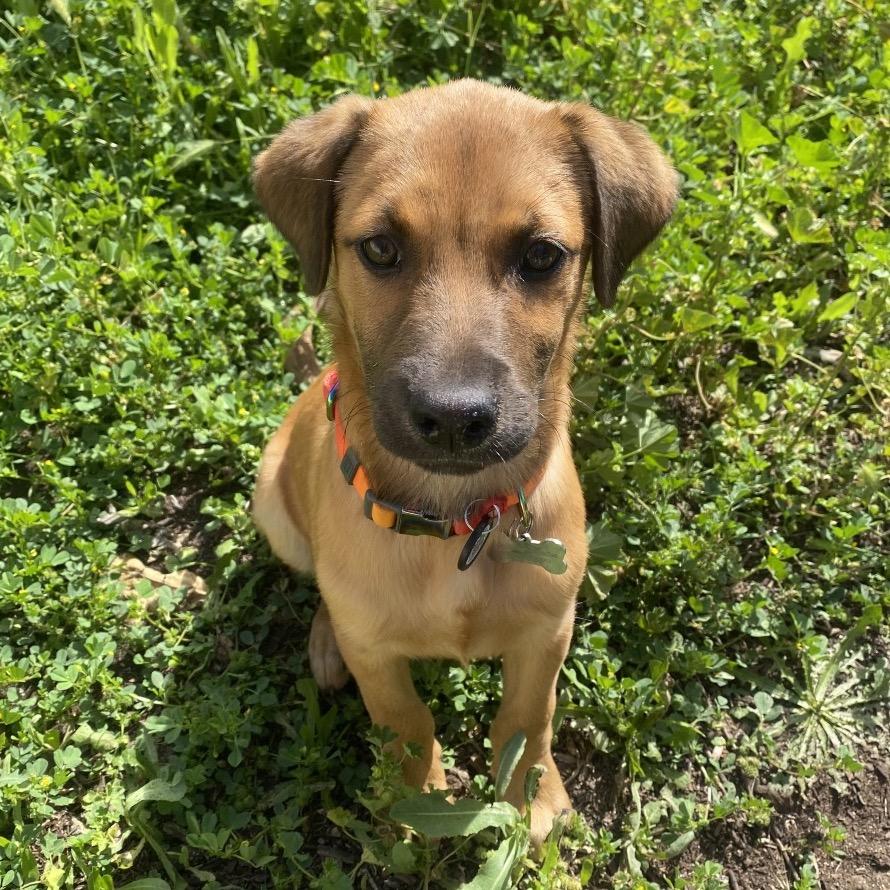 Enlarge Jackson, a Adoptable mixed breed in Escondido, CA image 3/4