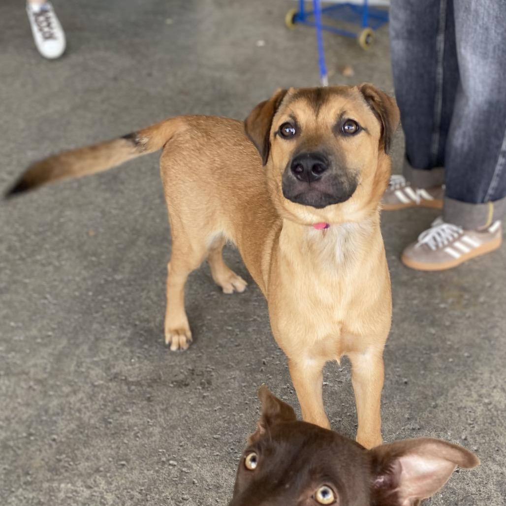 Jackson, a Adoptable mixed breed in Escondido, CA image 5/6