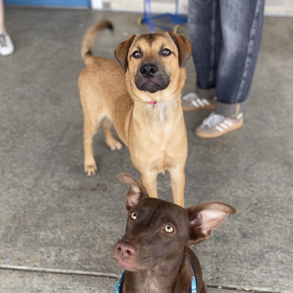 Jackson, a Adoptable mixed breed in Escondido, CA image 6/6