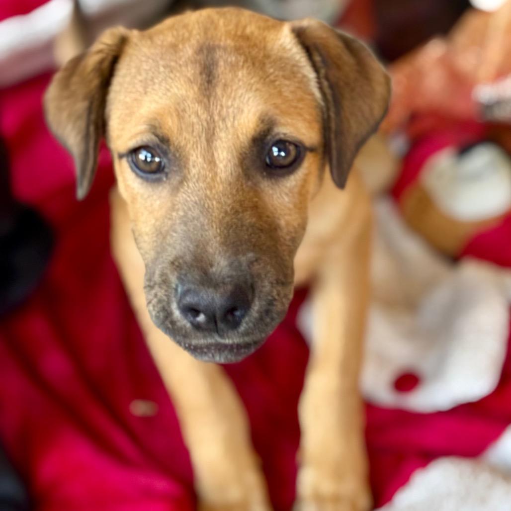 Enlarge Jackson, a Adoptable mixed breed in Escondido, CA image 4/4