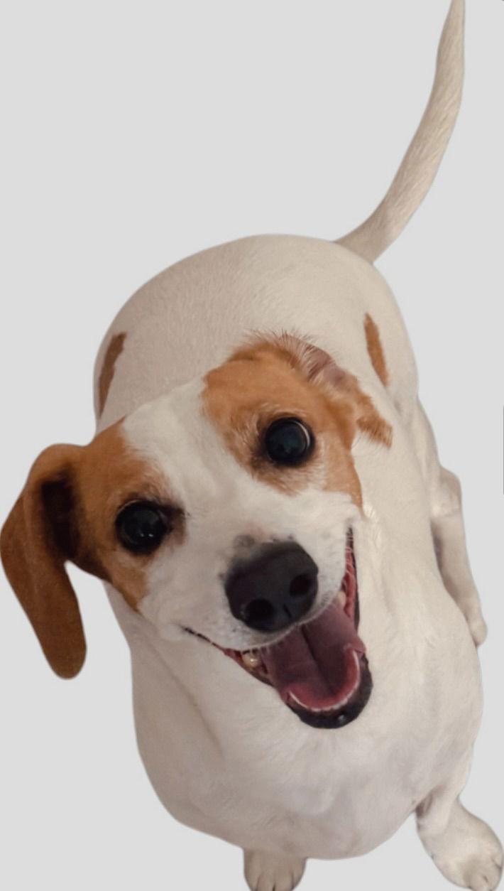 Bella, Adoptable, Adult Female Dachshund & Jack Russell Terrier.