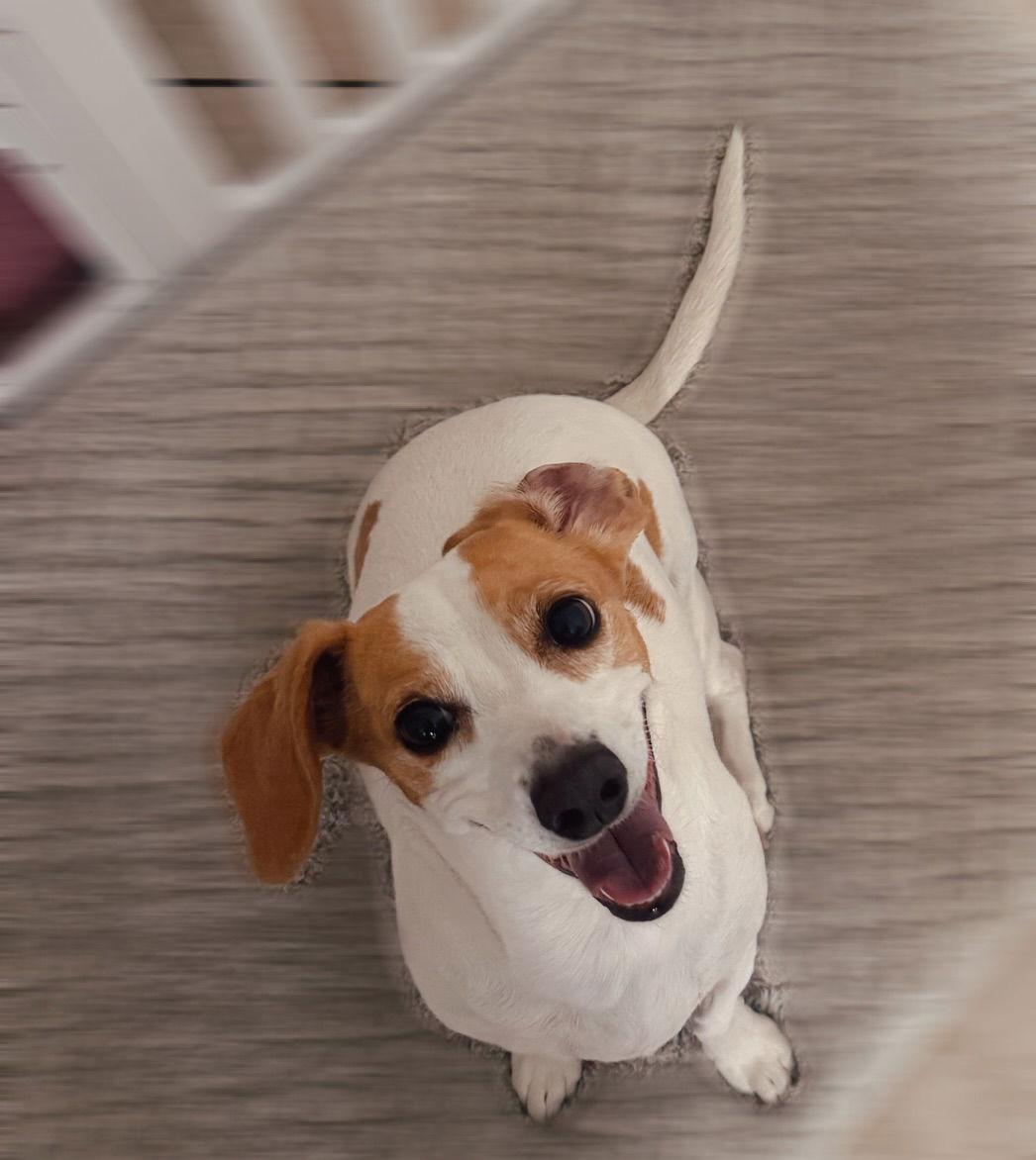 Bella, a Adoptable mixed breed in Orange, CA image 2/2