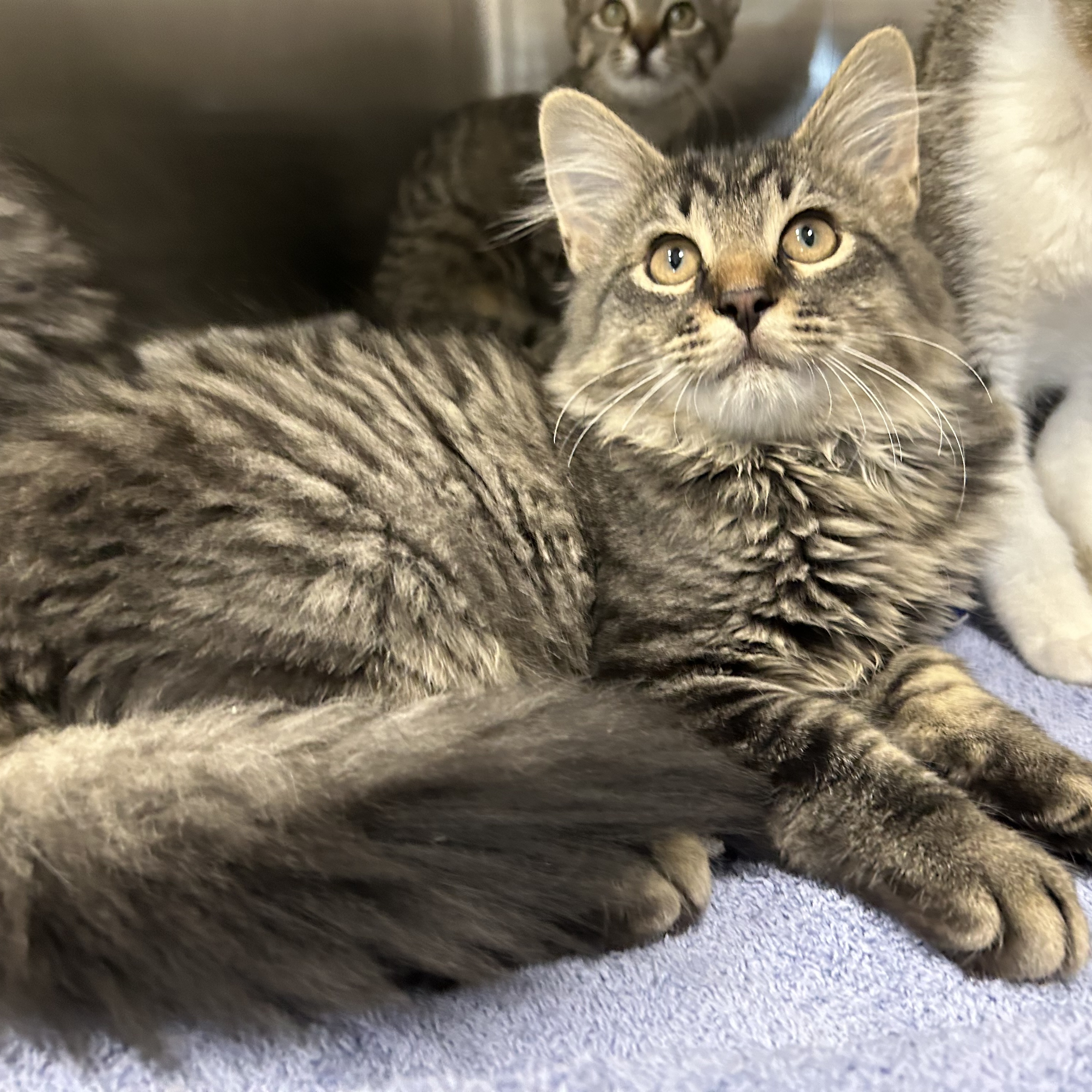 Cat for adoption Birch 2 of 4, a Domestic Long Hair in La Grange Park