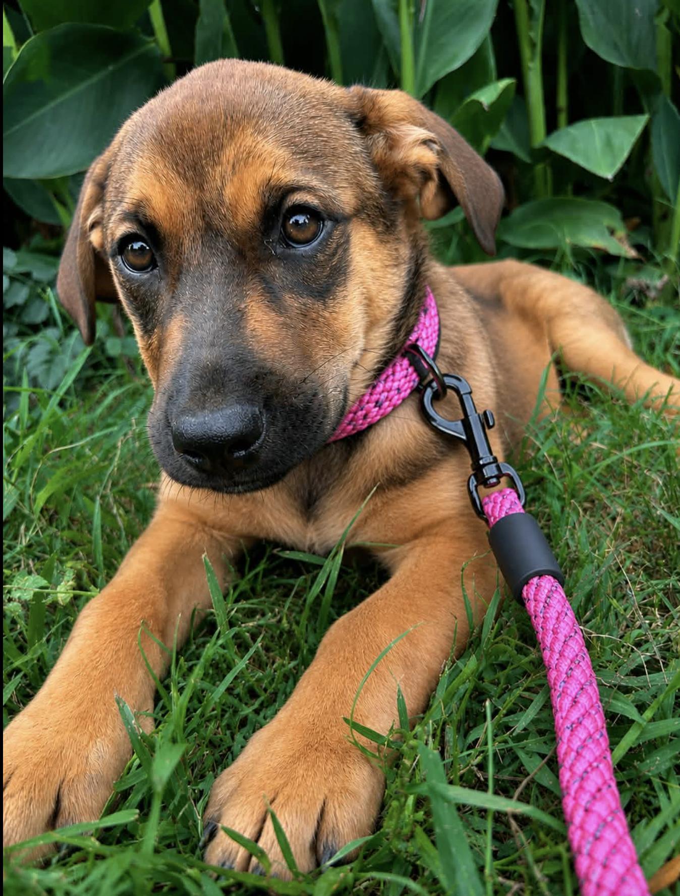 Florencia, an adopted mixed breed in Andover, NH image 1/6