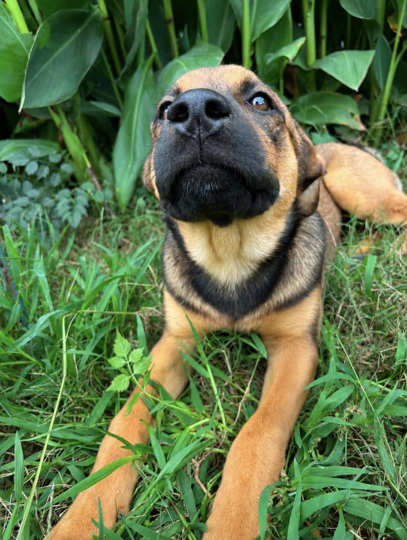 Florencia, an adopted mixed breed in Andover, NH image 2/6