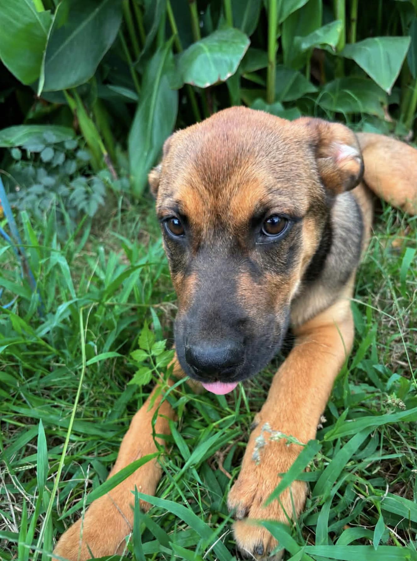 Florencia, an adopted mixed breed in Andover, NH image 4/6