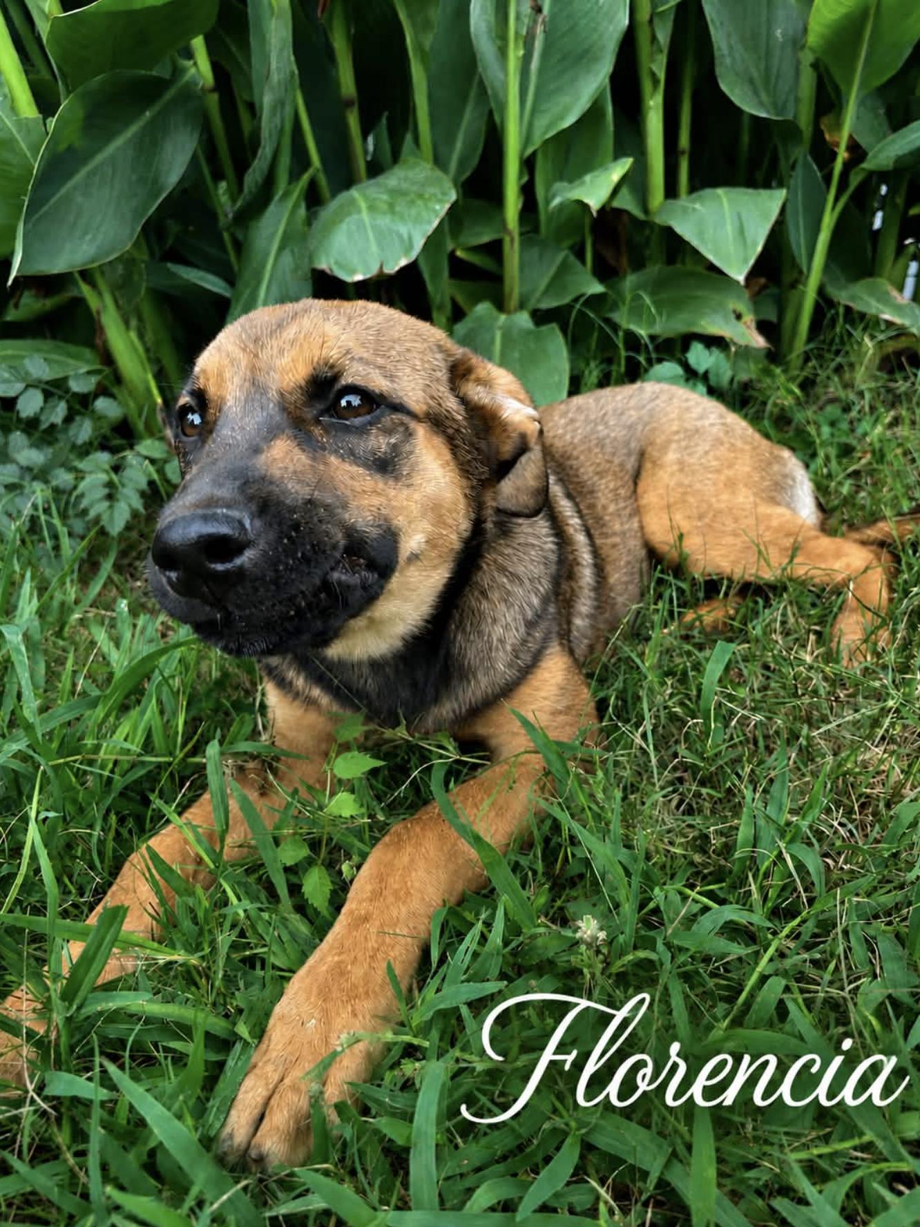 Florencia, an adopted mixed breed in Andover, NH image 3/6