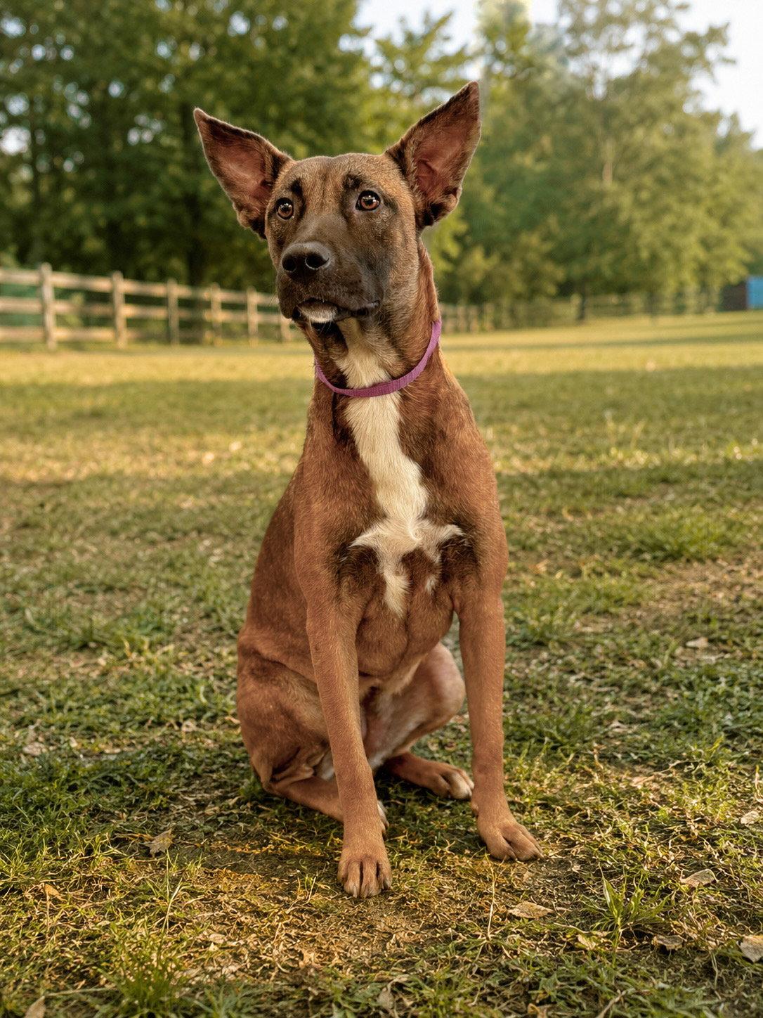 Zepellin, a Adoptable Belgian Shepherd / Malinois in Helotes, TX image 3/3