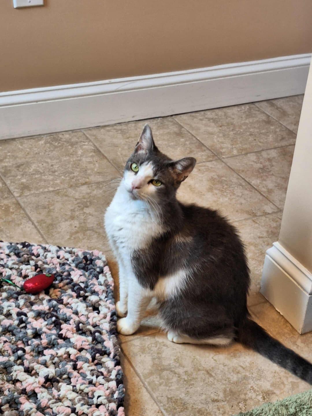 Magpie, a Adoptable Domestic Short Hair in Nottingham, MD image 2/4