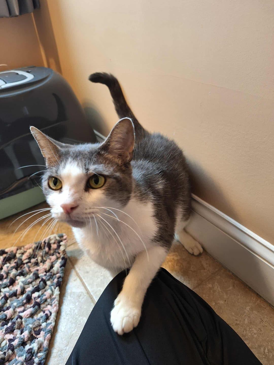 Magpie, a Adoptable Domestic Short Hair in Nottingham, MD image 3/4