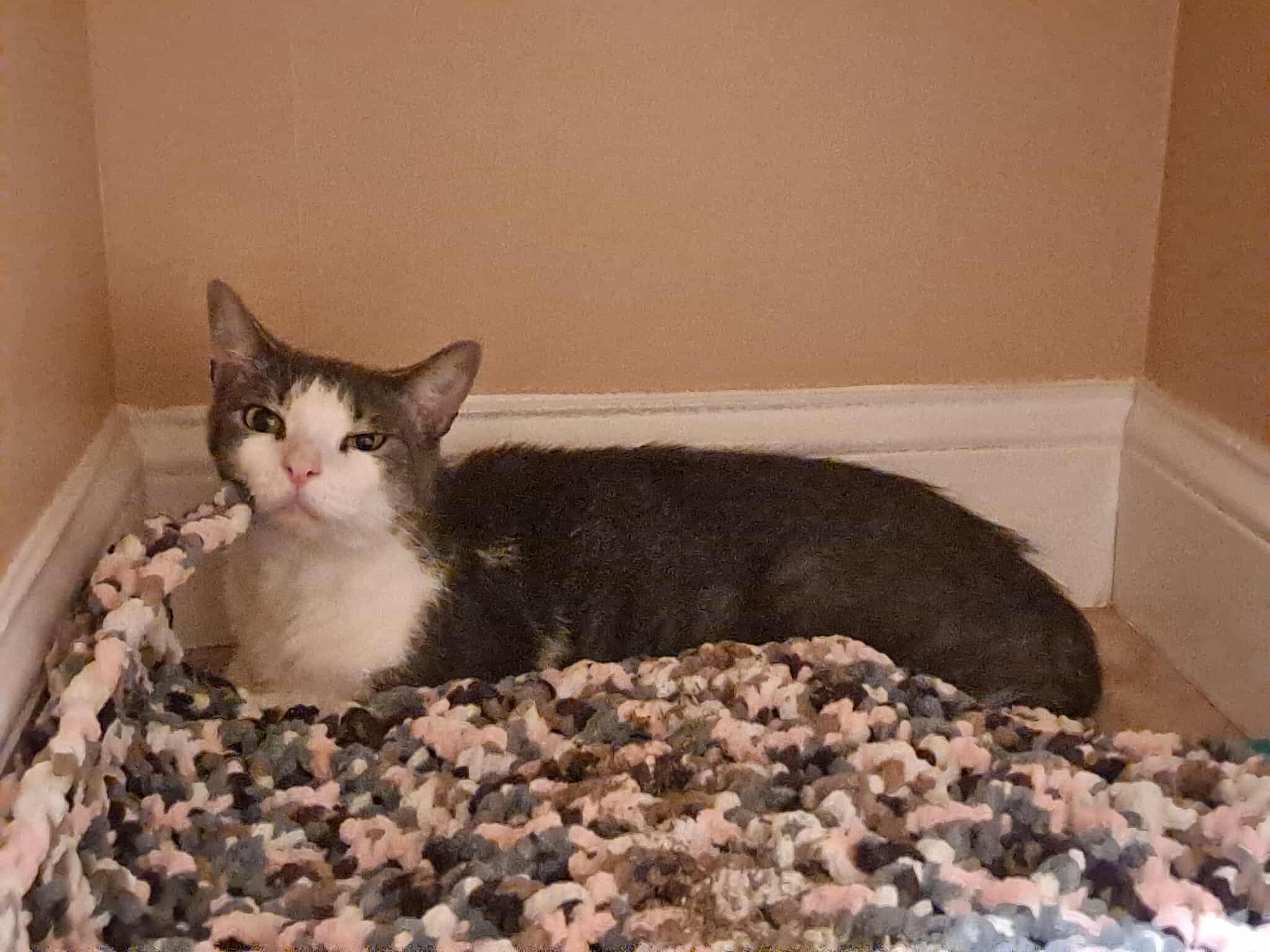 Magpie, a Adoptable Domestic Short Hair in Nottingham, MD image 4/4