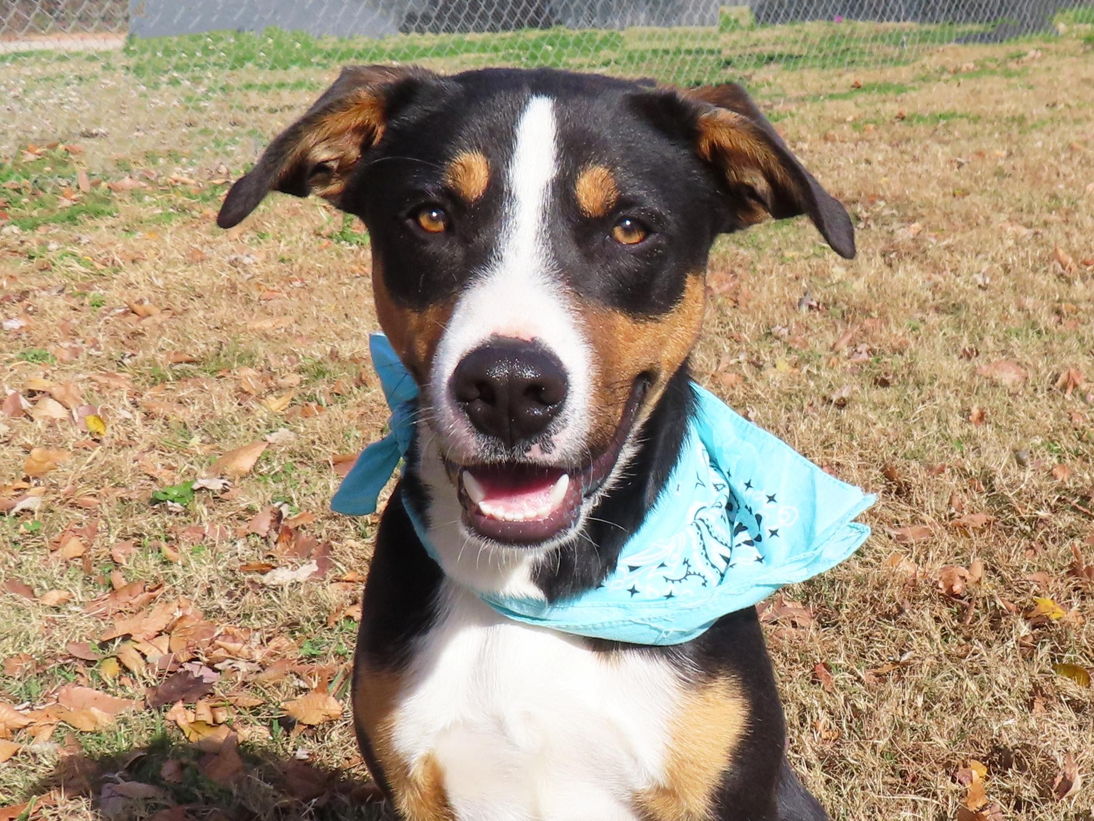 Remy 25C-305, a Adoptable mixed breed in Rogers, AR image 1/5