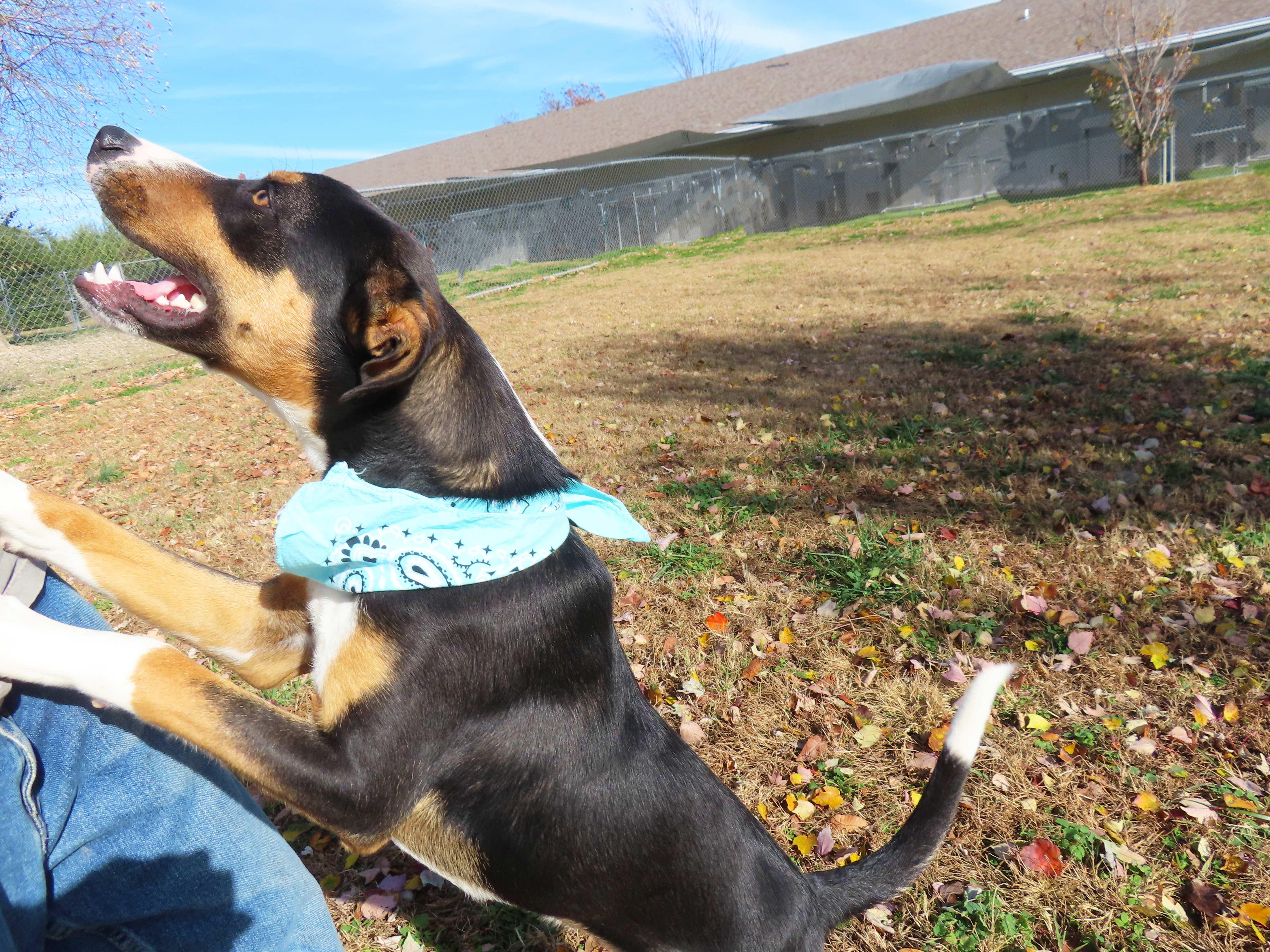 Remy 25C-305, a Adoptable mixed breed in Rogers, AR image 2/5