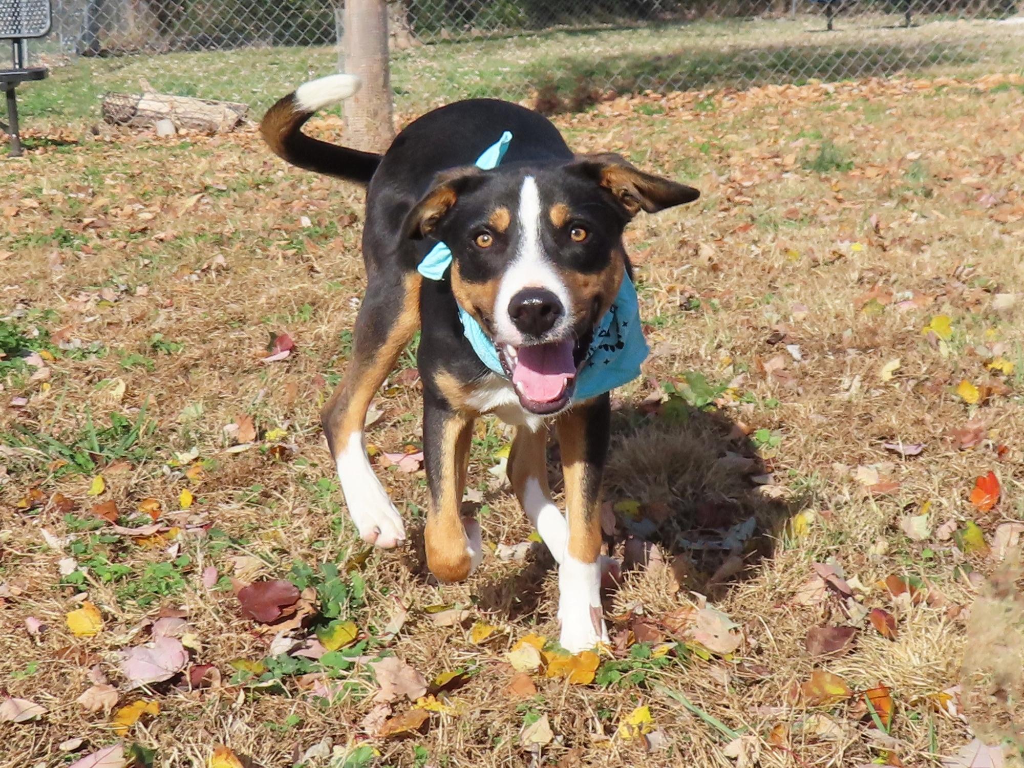 Remy 25C-305, a Adoptable mixed breed in Rogers, AR image 3/5