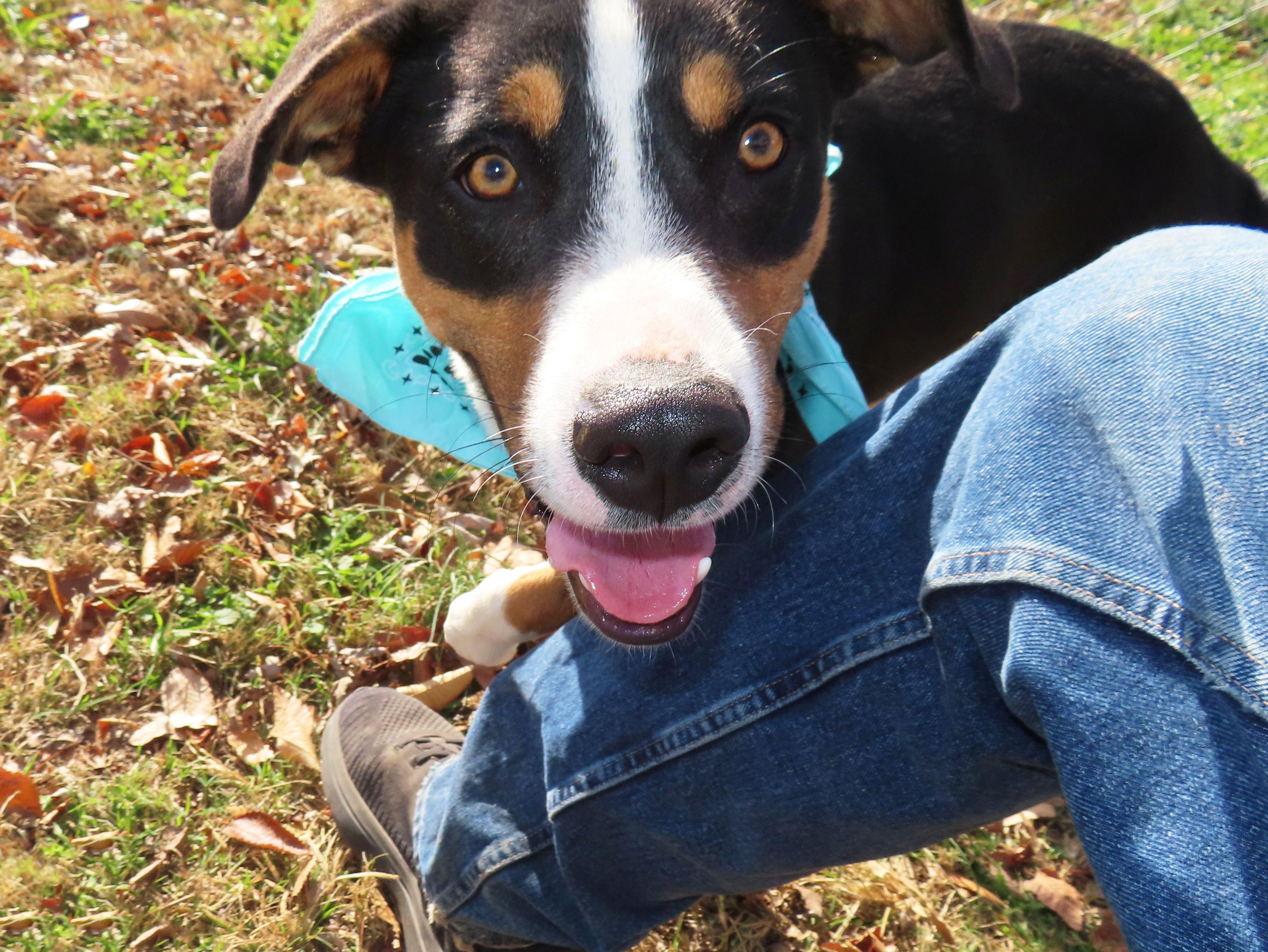 Remy 25C-305, a Adoptable mixed breed in Rogers, AR image 4/5