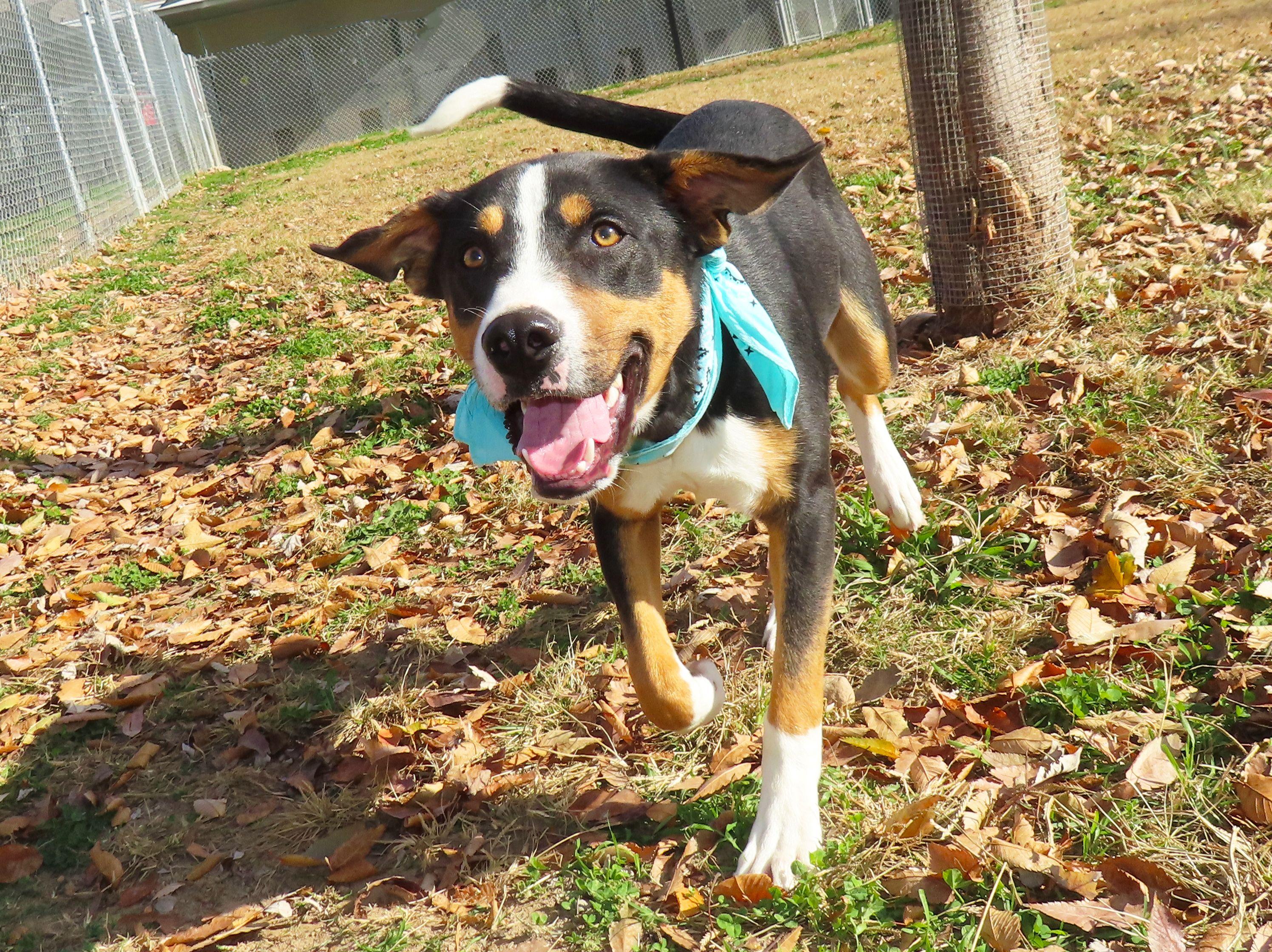 Remy 25C-305, a Adoptable mixed breed in Rogers, AR image 5/5