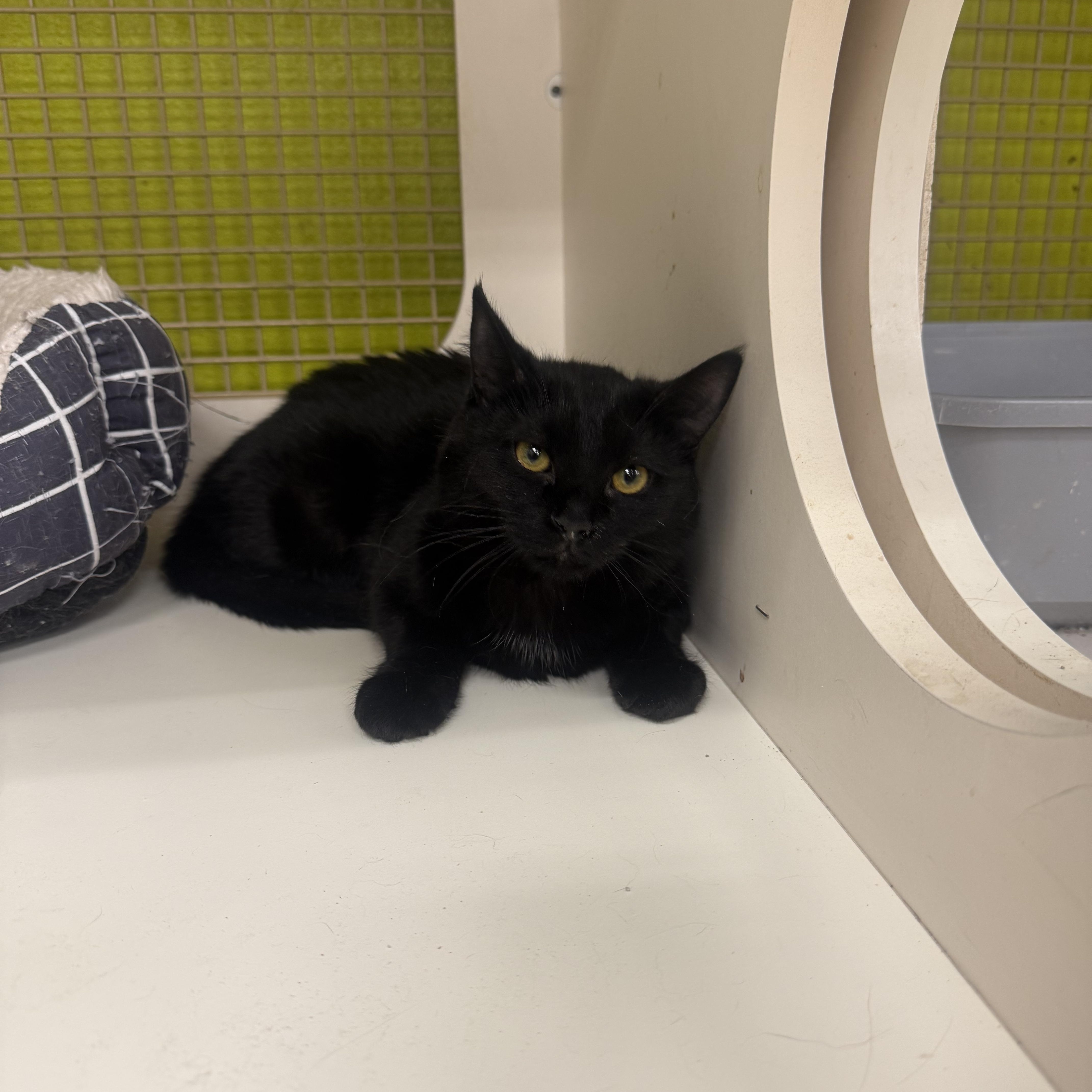 Enlarge Miracle, an adopted Domestic Medium Hair in Las Vegas, NV image 1/1