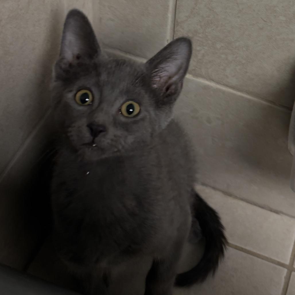 Enlarge Atticus, a ADOPTABLE Domestic Short Hair in Circleville, OH image 1/1