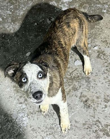 Enlarge Lennox, a Adopted Mixed Breed in Knoxville, IA image 1/2