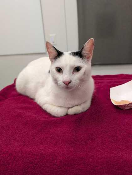 Enlarge Saweetie, a Adoptable mixed breed in Kansas City, MO image 2/3