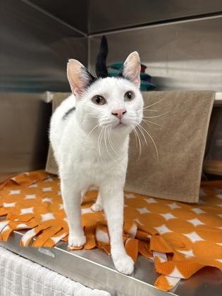 Enlarge Saweetie, a Adoptable mixed breed in Kansas City, MO image 3/3