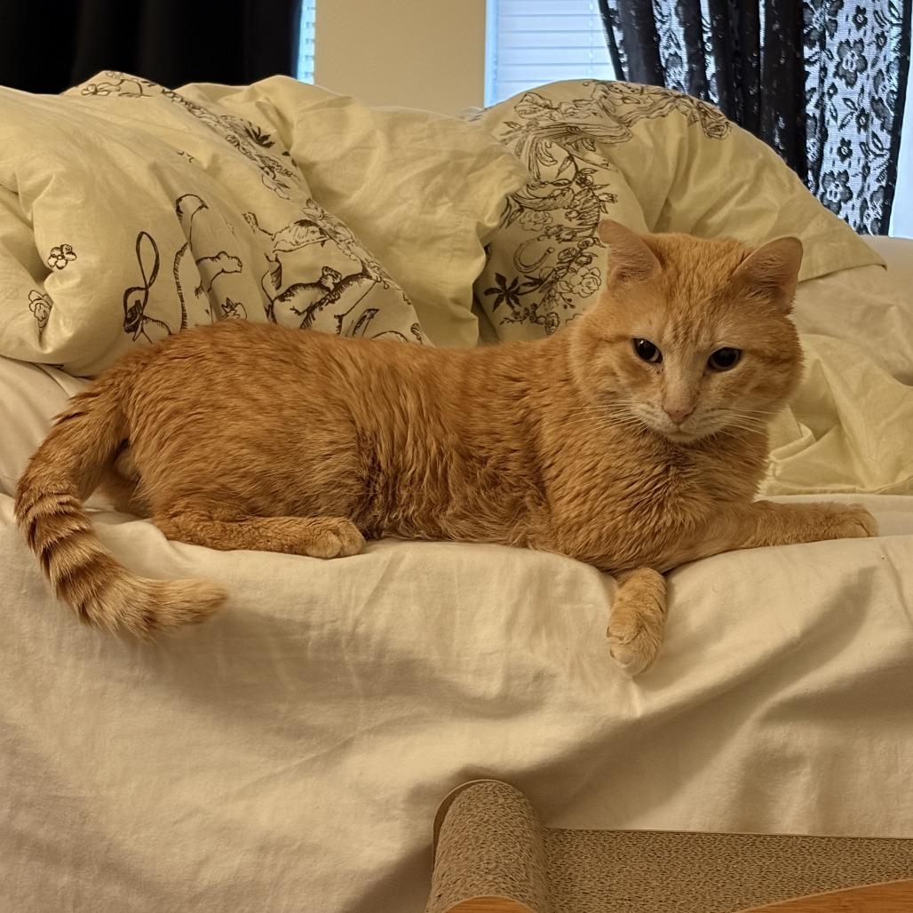 Paco, Adoptable, Senior Male Domestic Short Hair.