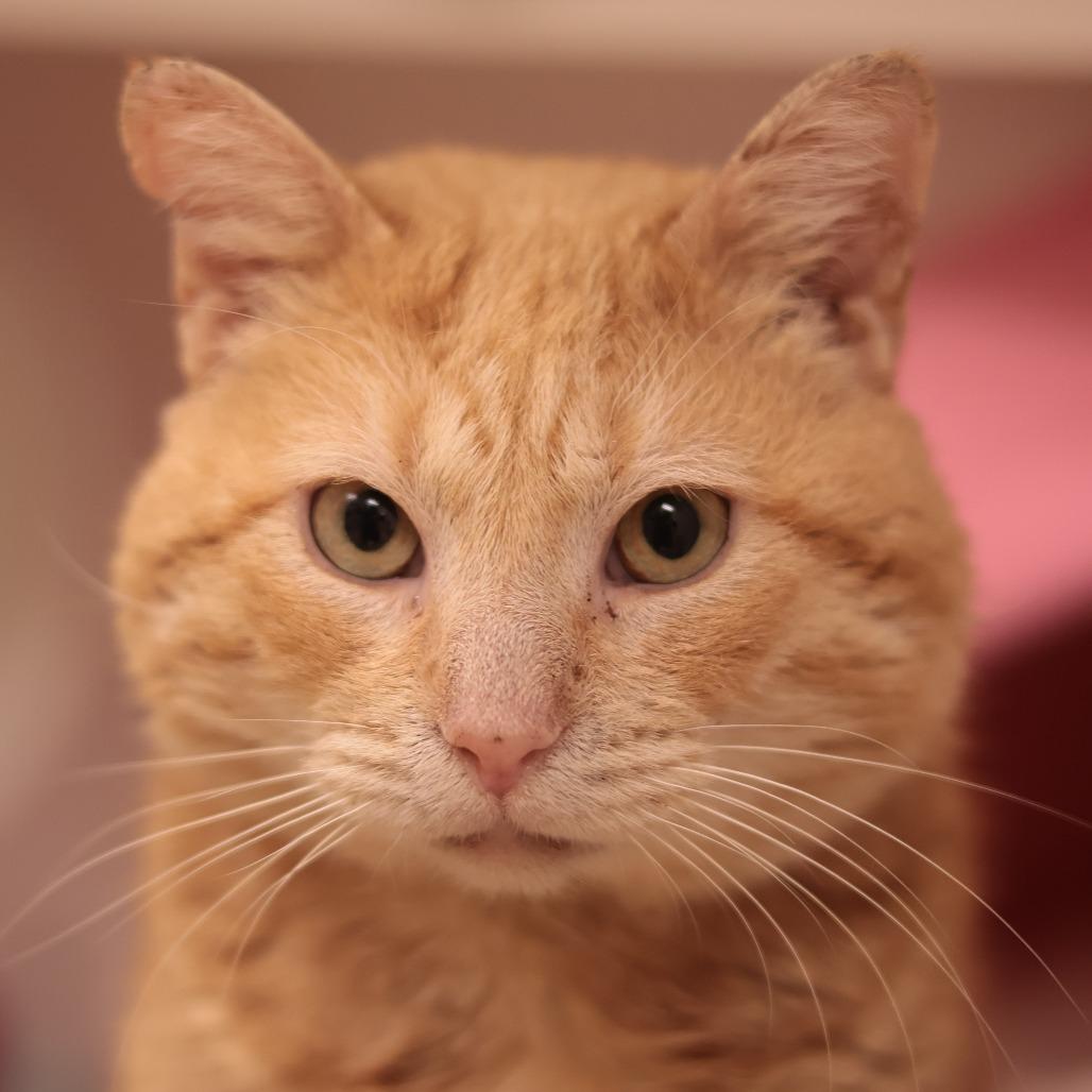 Enlarge Paco, a Adoptable Domestic Short Hair in Philadelphia, PA image 2/5
