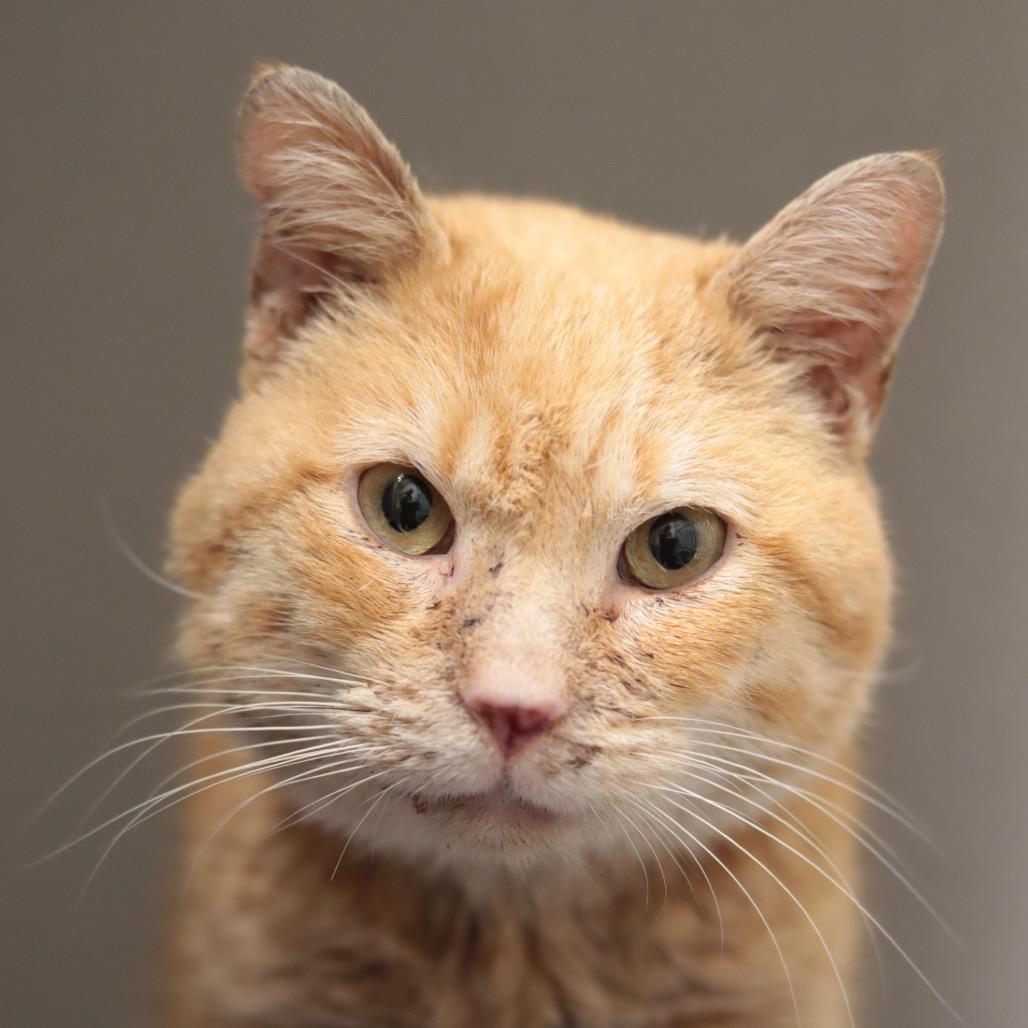 Enlarge Paco, a Adoptable Domestic Short Hair in Philadelphia, PA image 3/5