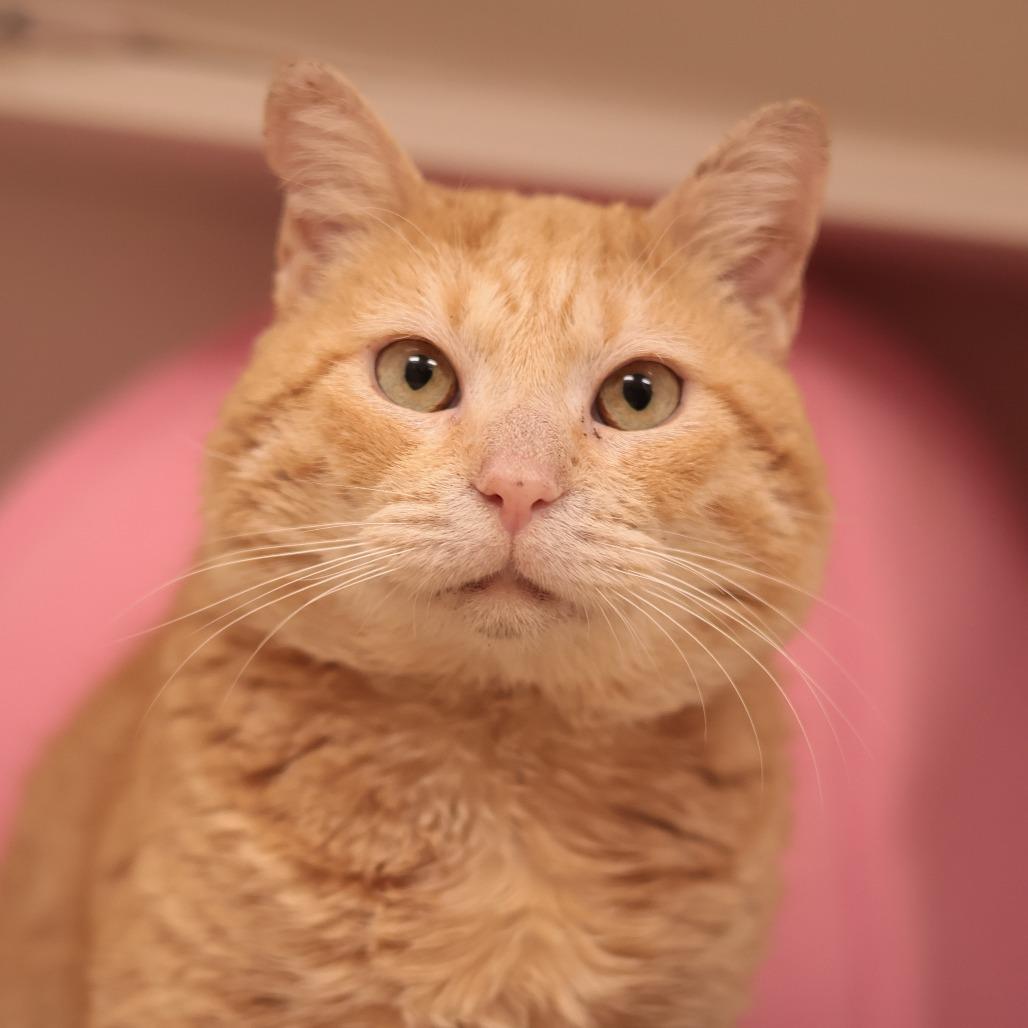 Enlarge Paco, a Adoptable Domestic Short Hair in Philadelphia, PA image 5/5