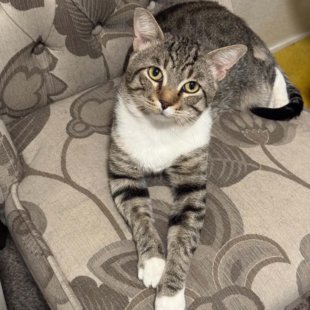 Coco Beans, Adoptable, Adult Male Domestic Short Hair.