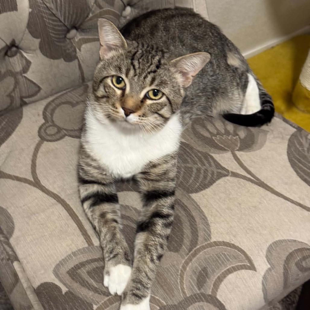Enlarge Coco Beans, a Adoptable Domestic Short Hair in Las Vegas, NV image 2/3